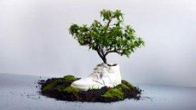 Scarpe biodegradabili che diventano piante