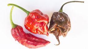 Carolina Reaper, il peperoncino più piccante al mondo