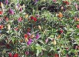 I differenti colori del peperoncino ornamentale