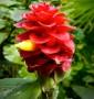 Zenzero rosso velluto, fiore del kostwurz barbuto