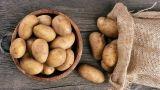 Coltivazione patata in bidone o sacco