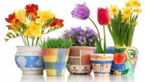 Bulbi: come metterli a dimora