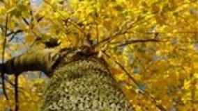 Alberi in condominio