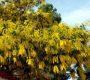 Acacia Dealbata: Mimosa
