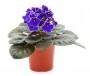 Violetta africana in vaso