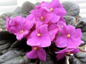 violetta africana, cultivar