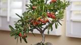 Coltivazione Pyracantha bonsai
