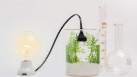 Agroenergia e Biomassa