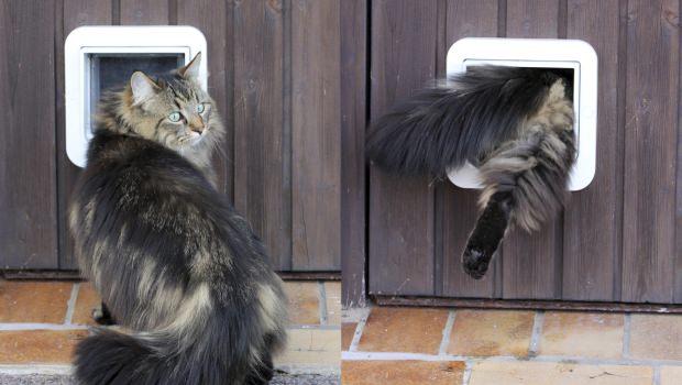 Porta per gatti for Porta basculante per cani grandi con microchip