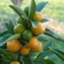 Kumquat selvatico senza spine di Agrumi Lenzi