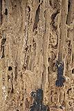Esempio di legno con gravi danni da insetti xilofagi.