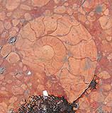 Ammonite perfettamente conservata visibile nei gradini della Fontana del Nettuno di Bologna in calcare rosso ammonitico.