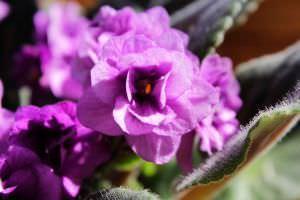 Violetta africana