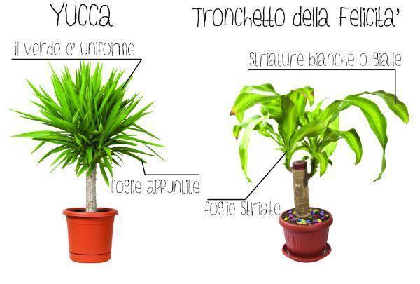 Tronchetto della felicità Come potare il tronchetto della felicità