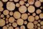 Curvare il legno tipi di legno