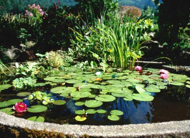 Laghetto in giardino: come realizzarlo Giardino con laghetto