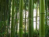 bambuseto