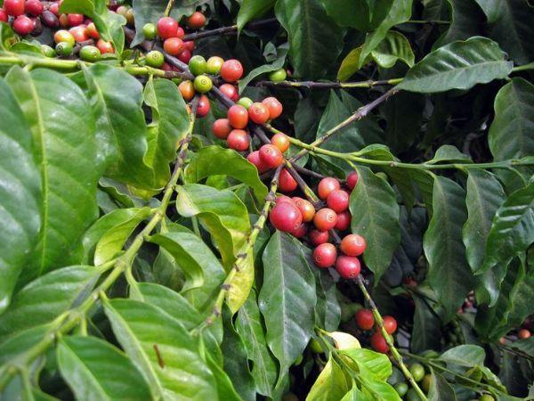 Frutti della pianta di caffè