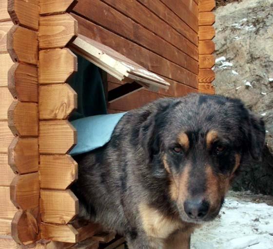 Casetta in legno con porticina di ingresso per animali domestici