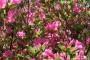 Azalea Indica del Vivaio Rhododendron