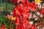 Azalea Mollis rossa del Vivaio Rhododendron