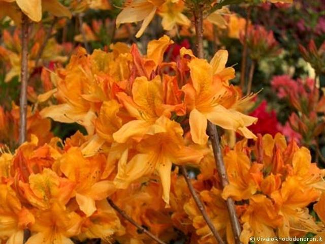 Azalea Mollis arancione del Vivaio Rhododendron