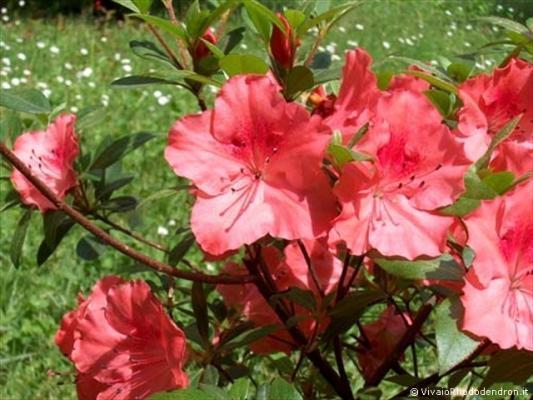 Azalea Indica rosa del Vivaio Rhododendron