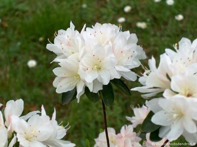 Azalea Japonica bianca del Vivaio Rhododendron