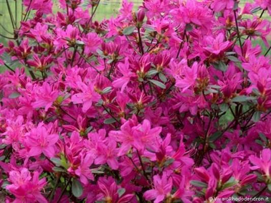 Azalea Japonica rosa vivo del Vivaio Rhododendron