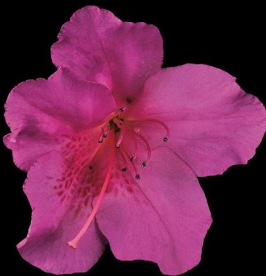 Azalea rosa della Società agricola Tesi Giuseppe