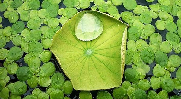 Nanotecnologia pianta loto