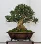 Ulivo bonsai