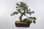 Pino silvestre spazio bonsai