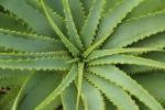 Aloe, pianta contro inquinamento domestico