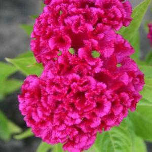 Celosia viola