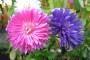 Tipica pianta autunnale: Settembrini rosa e lilla