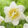 I fiori d'autunno: il Narciso bianco