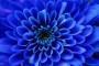 Settembrino blu, varietà di fiore autunnale