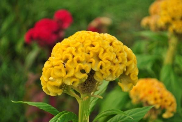 Celosia gialla, varietà autunnale