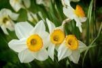 Fiore autunnale: Narciso bianco