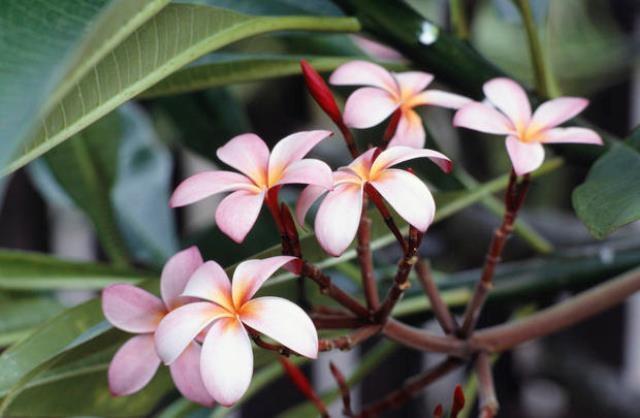 Coltivazione di piante fiorite anche tropicali in serra domestica