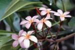 Coltivazione di piante fiorite anche tropicali in serra domestica
