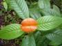 Piante rare: Psichotrya Elata arancio