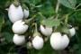 Piante rare Solanum Ovigerum