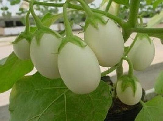 Solanum Ovigerum da Pinterest