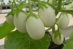 Solanum Ovigerum da Pinterest