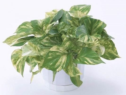 Best Artificial Pianta Di Edera Inglese Autunnale 210 Cm | Tralcio Artificiale Foglie 2 Toni | Decorazione Per Matrimonio Casa Ufficio