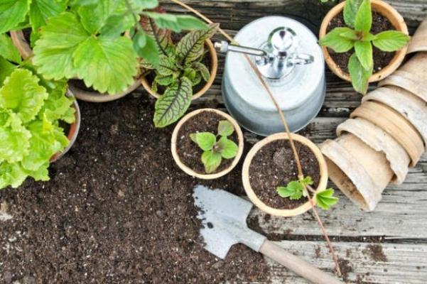 Creare un orto Progettare un orto