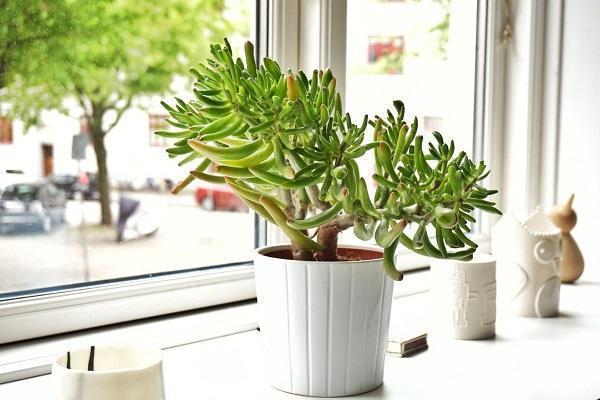 Cura delle piante grasse in casa Piante grasse da appartamento con fiori