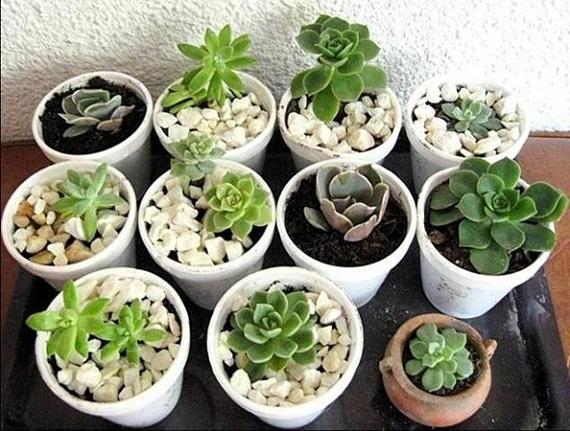 Mix di piante grasse in vaso da Pinterest